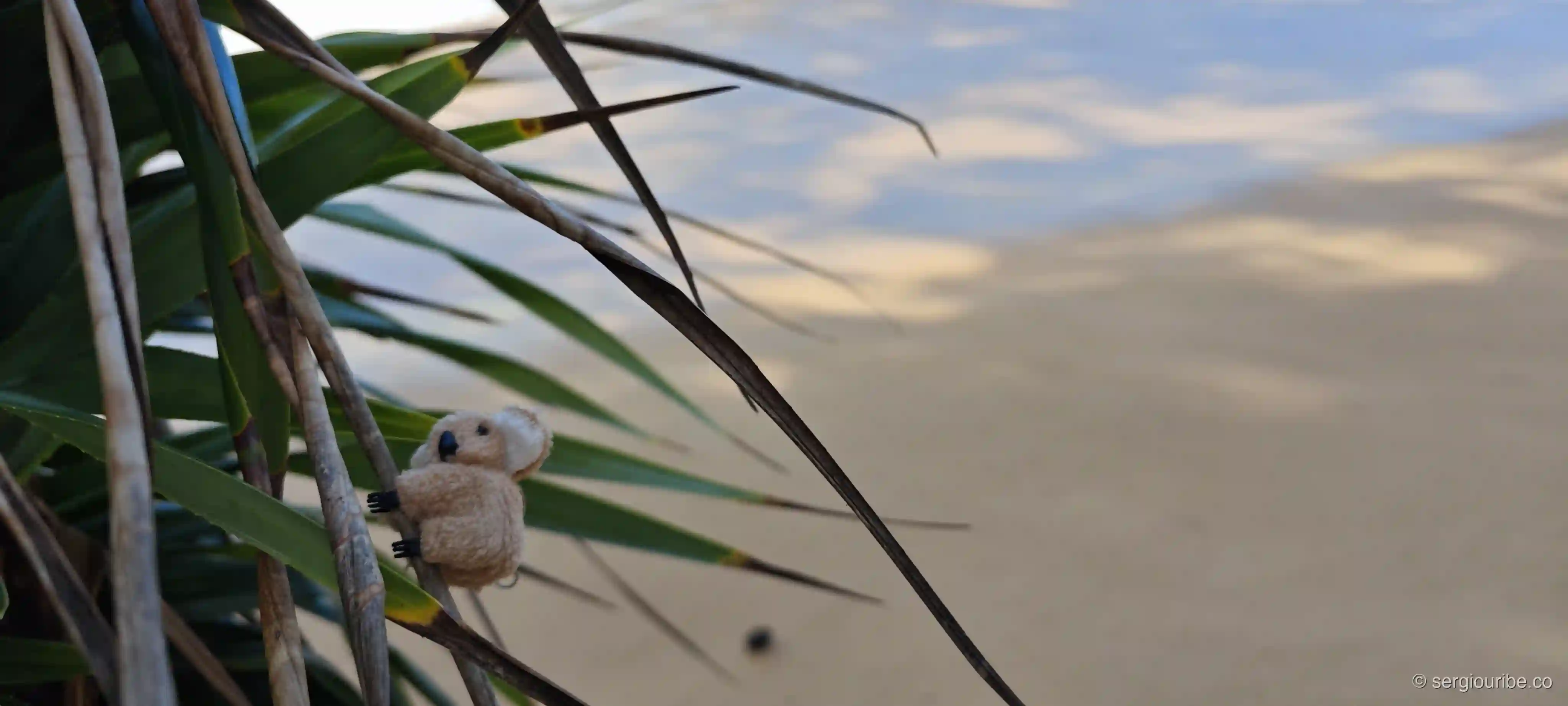 A Koala in Thailand