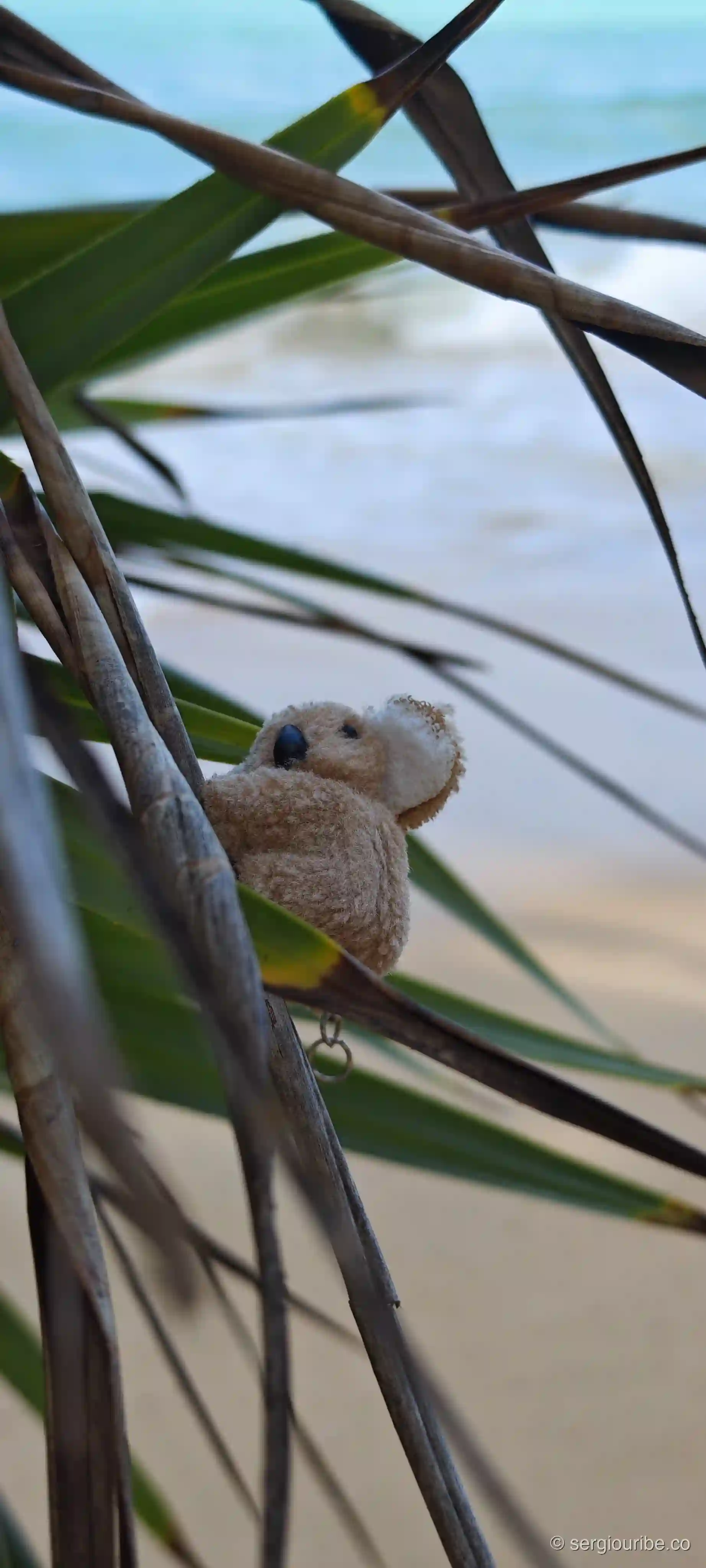 A Koala in Thailand