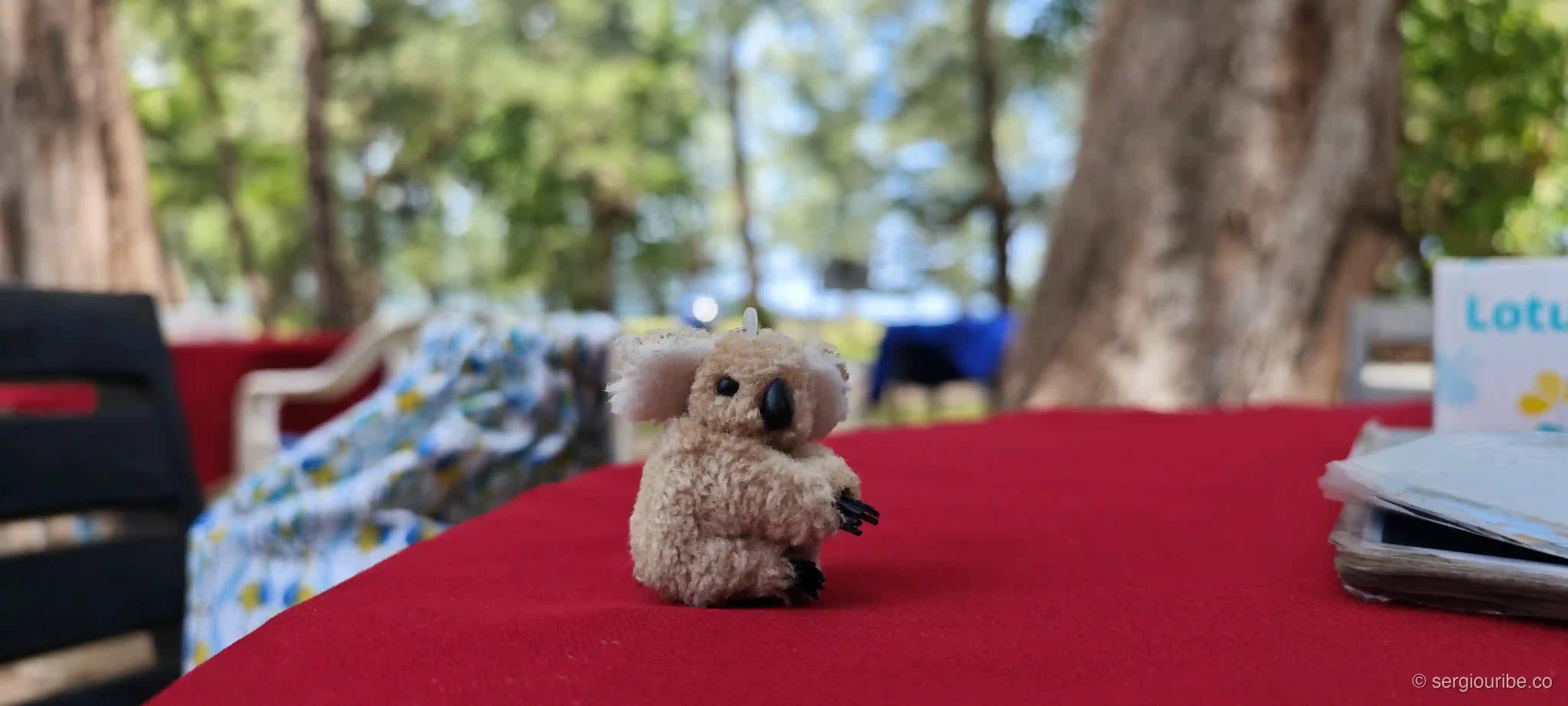 A Koala in Thailand