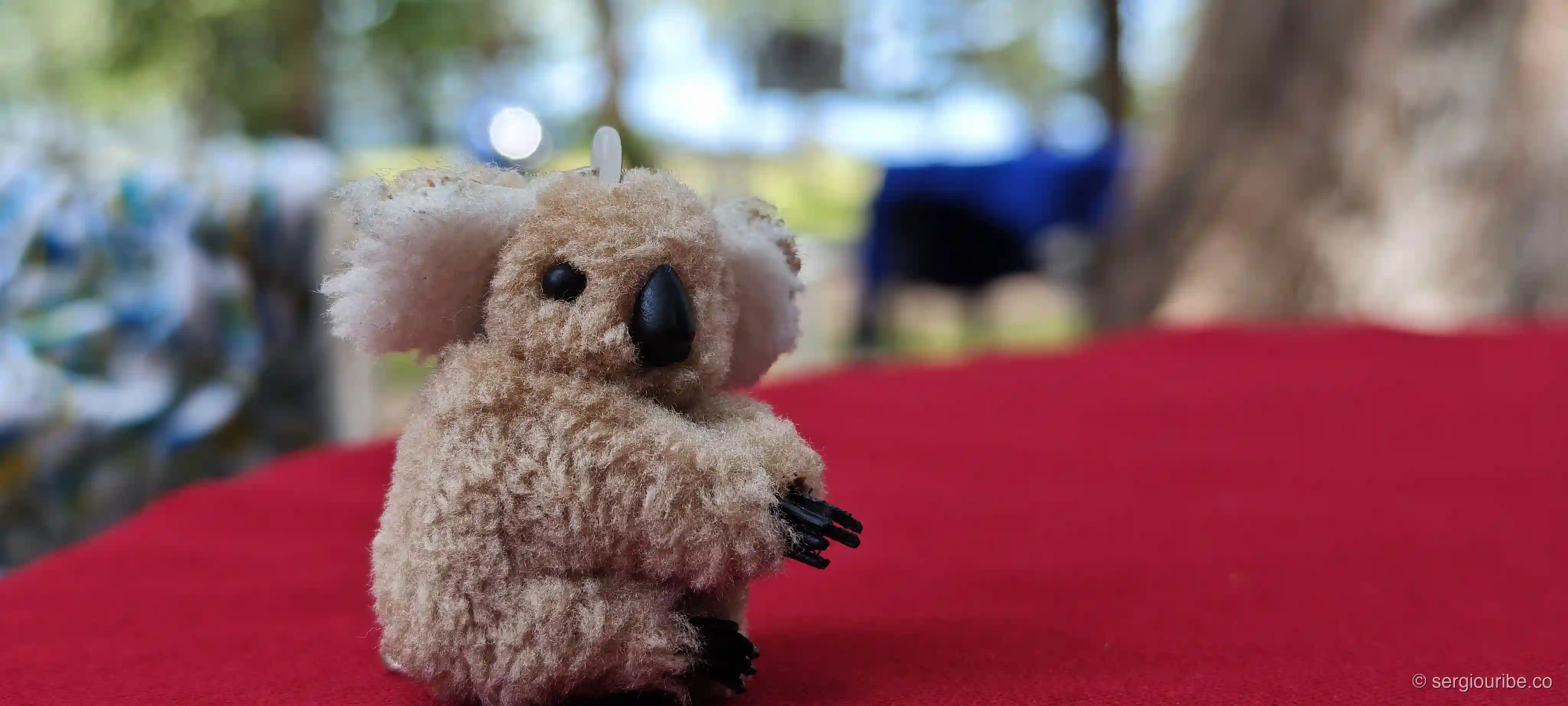 A Koala in Thailand